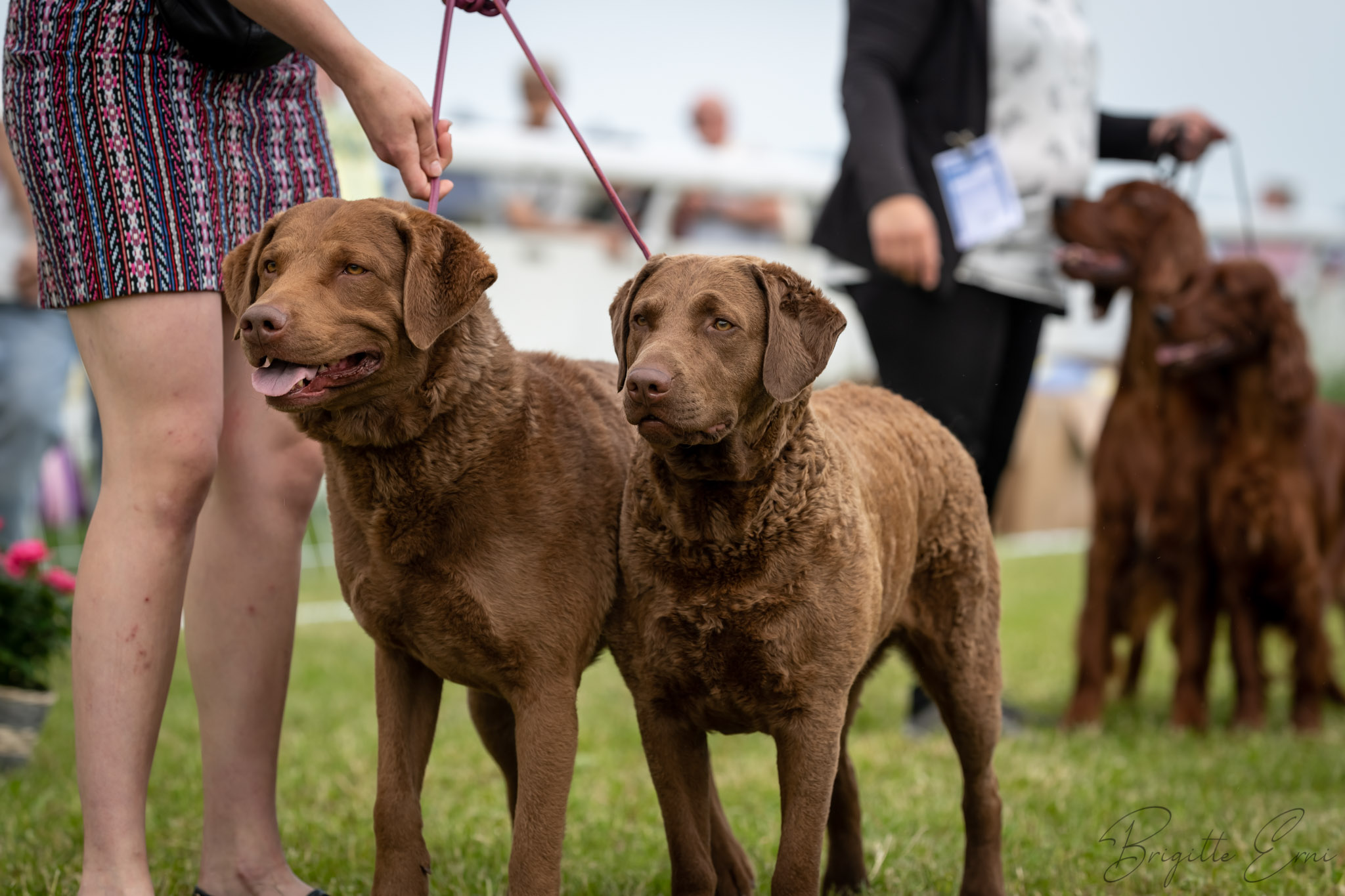 Chesapeak Bay Retriever