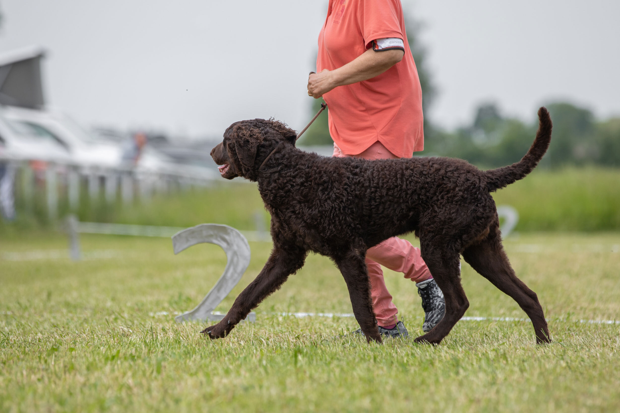 Curly Coated Retriever