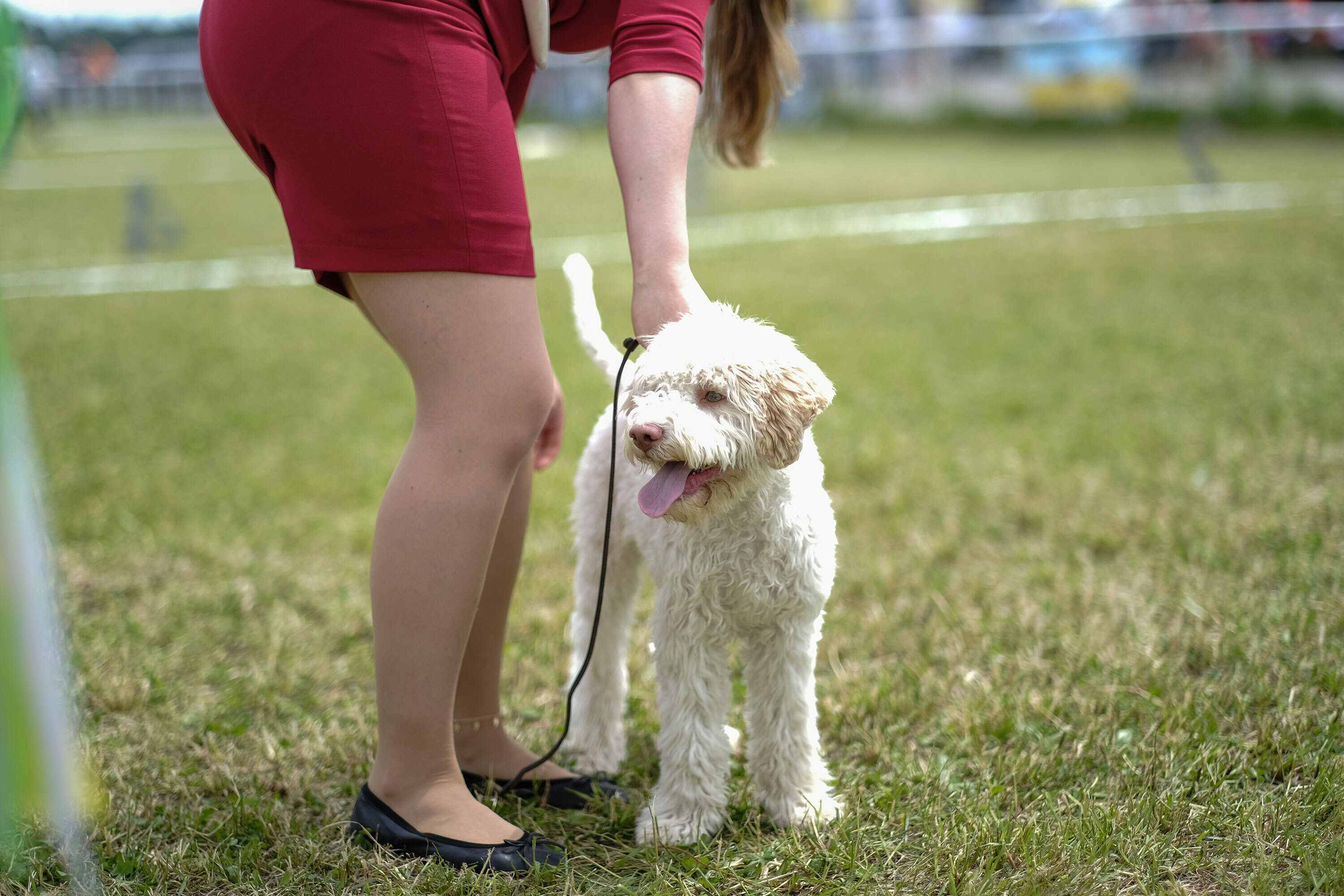 Lagotto Romagnolo